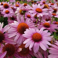 Roter Sonnenhut (Echinacea purpurea Magnus)