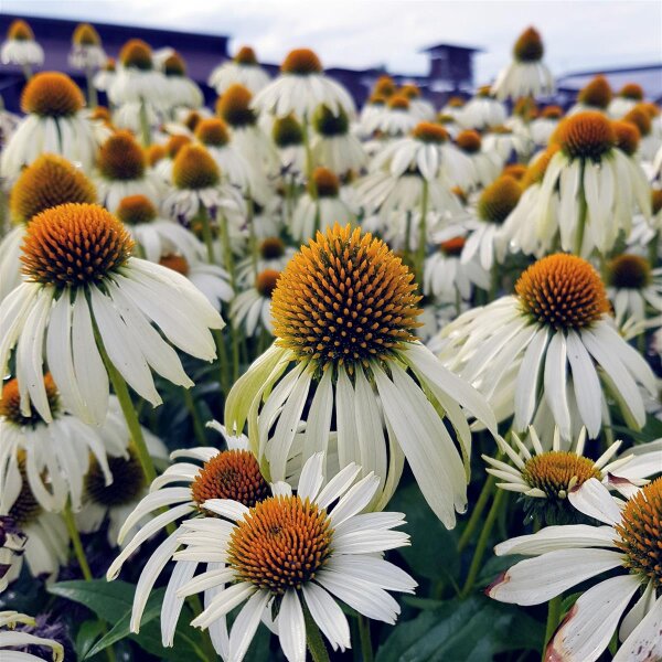 Weißer Sonnenhut, (Echinacea purpurea), Sorte: Alba, im 12cm Topf