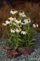 Wei&szlig;er Sonnenhut (Echinacea purpurea Alba)