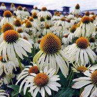 Wei&szlig;er Sonnenhut, (Echinacea purpurea), Sorte: Alba, im 12cm Topf