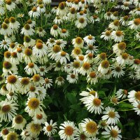 Wei&szlig;er Sonnenhut, (Echinacea purpurea), Sorte: Alba, im 12cm Topf