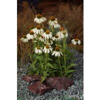 Wei&szlig;er Sonnenhut, (Echinacea purpurea), Sorte: Alba, im 12cm Topf