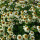 Weißer Sonnenhut, (Echinacea purpurea), Sorte: Alba, im 12cm Topf