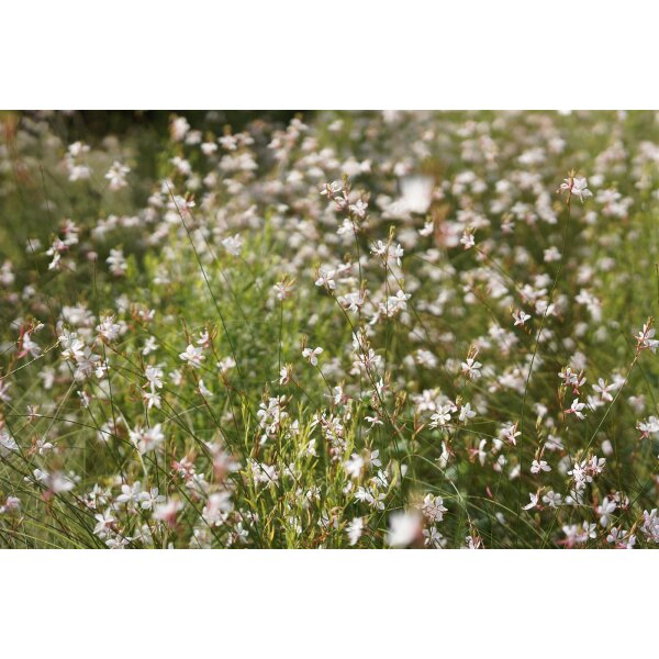 Prachtkerze weiss, (Gaura lindheimeri), im 12cm Topf