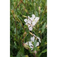 Prachtkerze weiss, (Gaura lindheimeri), im 12cm Topf