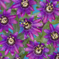 Passionsblume, (Passiflora). Sorte: Beervelde, ca. 75cm hoch, im 17cm Topf