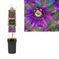 Passionsblume, (Passiflora). Sorte: Beervelde, ca. 75cm hoch, im 17cm Topf