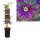 Passionsblume, (Passiflora). Sorte: Beervelde, ca. 75cm hoch, im 17cm Topf