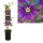Passionsblume, (Passiflora). Sorte: Beervelde, ca. 75cm hoch, im 17cm Topf