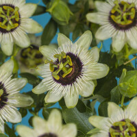 Passionsblume, (Passiflora). Sorte: Beauty of Hannover,...