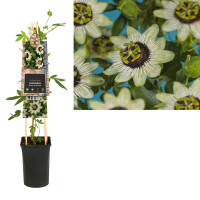 Passionsblume, (Passiflora). Sorte: Beauty of Hannover,...