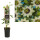 Passionsblume, (Passiflora). Sorte: Beauty of Hannover, ca. 75cm hoch, im 17cm Topf