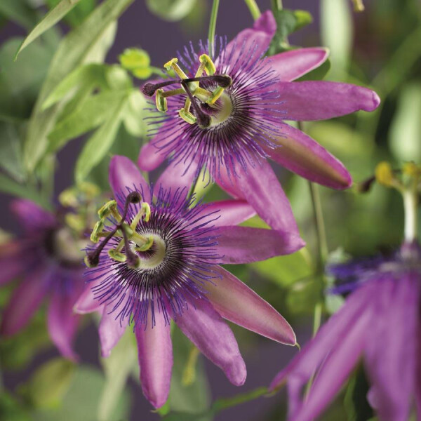 Passionsblume, (Passiflora). Sorte: Amethyst Beauty, ca. 75cm hoch, im 17cm Topf