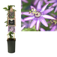 Passionsblume, (Passiflora). Sorte: Amethyst Beauty, ca....