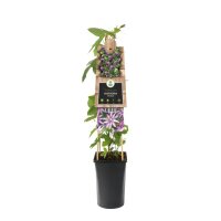 Passionsblume, (Passiflora). Sorte: Amethyst Beauty, ca. 75cm hoch, im 17cm Topf