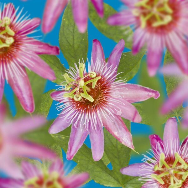 Passionsblume, (Passiflora). Sorte: Anastasia, ca. 75cm hoch, im 17cm Topf