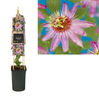 Passionsblume, (Passiflora). Sorte: Anastasia, ca. 75cm hoch, im 17cm Topf