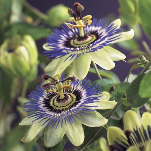 Passionsblume, (Passiflora). Sorte: Carnaval, ca. 115cm hoch, im 23cm Topf