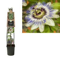 Passionsblume, (Passiflora). Sorte: Carnaval, ca. 115cm hoch, im 23cm Topf
