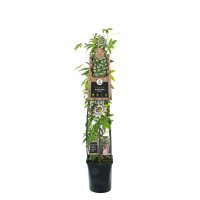 Passionsblume, (Passiflora). Sorte: Carnaval, ca. 115cm hoch, im 23cm Topf