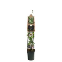 Passionsblume, (Passiflora). Sorte: Carnaval, ca. 115cm hoch, im 23cm Topf