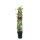 Passionsblume, (Passiflora). Sorte: Carnaval, ca. 115cm hoch, im 23cm Topf