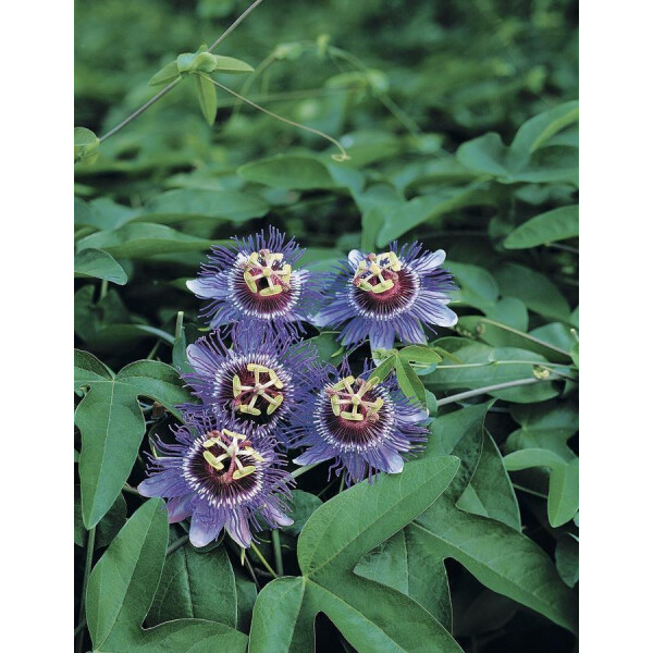 Passionsblume, (Passiflora). Sorte: Purple Haze, ca. 75cm hoch, im 17cm Topf