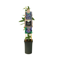 Passionsblume, (Passiflora). Sorte: Purple Haze, ca. 75cm hoch, im 17cm Topf