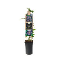 Passionsblume, (Passiflora). Sorte: Purple Haze, ca. 75cm hoch, im 17cm Topf