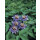 Passionsblume, (Passiflora). Sorte: Purple Haze, ca. 75cm hoch, im 17cm Topf