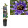 Passionsblume, (Passiflora). Sorte: Purple Haze, ca. 75cm hoch, im 17cm Topf