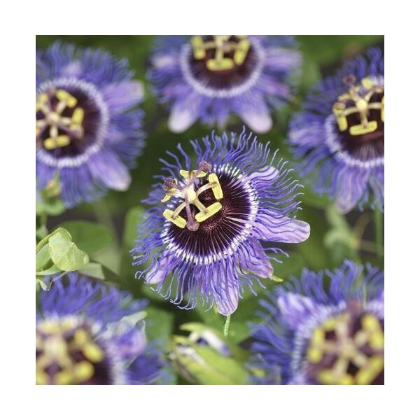 Passionsblume, (Passiflora). Sorte: Purple Rain, ca. 75cm hoch, im 17cm Topf