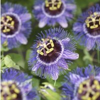 Passionsblume, (Passiflora). Sorte: Purple Rain, ca. 75cm hoch, im 17cm Topf