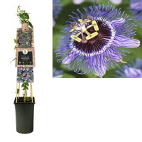 Passionsblume, (Passiflora). Sorte: Purple Rain, ca. 75cm hoch, im 17cm Topf