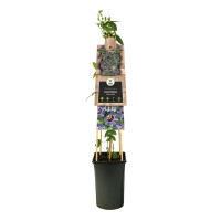 Passionsblume, (Passiflora). Sorte: Purple Rain, ca. 75cm hoch, im 17cm Topf