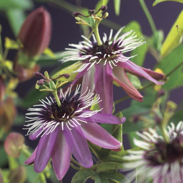 Passionsblume, (Passiflora). Sorte: Victoria, ca. 75cm hoch, im 17cm Topf