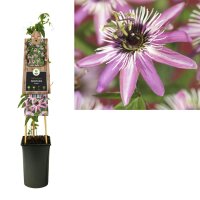 Passionsblume, (Passiflora). Sorte: Victoria, ca. 75cm hoch, im 17cm Topf