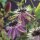 Passionsblume, (Passiflora). Sorte: Victoria, ca. 75cm hoch, im 17cm Topf