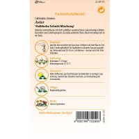 Aster Halbhohe Schnitt