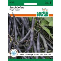 Buschbohne Purple Teepee