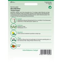 Buschbohne Purple Teepee