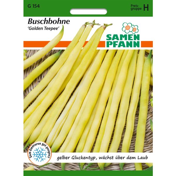 Buschbohne Golden Teepee