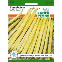 Buschbohne Golden Teepee