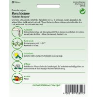 Buschbohne Golden Teepee