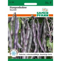 Stangenbohne Blauhilde