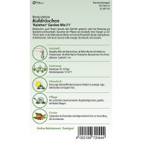 Kohlröschen Kalettes® Garden Mix F1