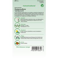 Stangensellerie Tall Utah