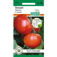 Tomate Maestria F1