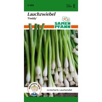 Zwiebeln Winterhecke Freddy