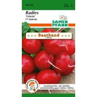 Saatband Radies Celesta